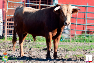 Novillos 1ª Novillada Clasificatoria XII Alfarero de Plata 2026