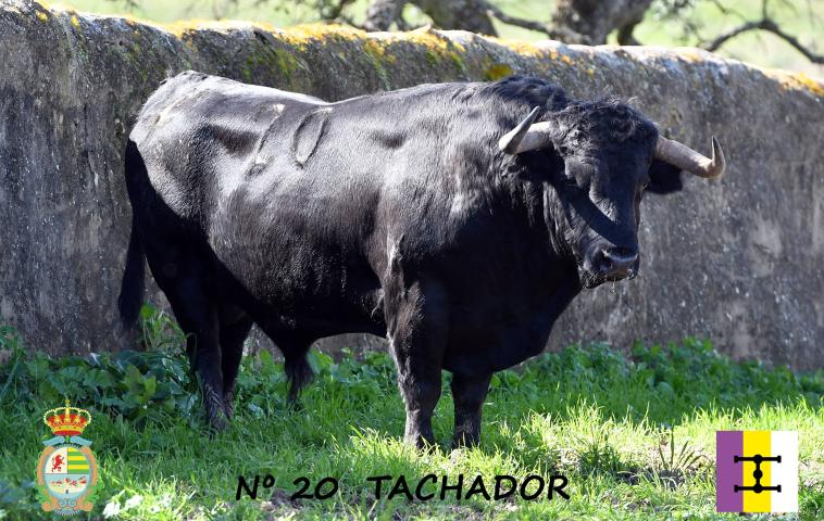 Nº 20 TACHADOR